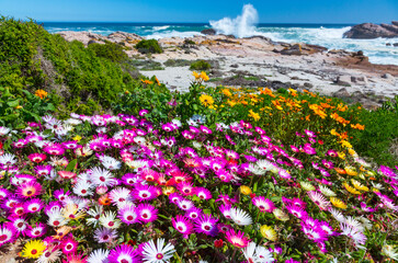 Wildflowers, Lambert's Bay, Western Cape province, South Africa, Africa