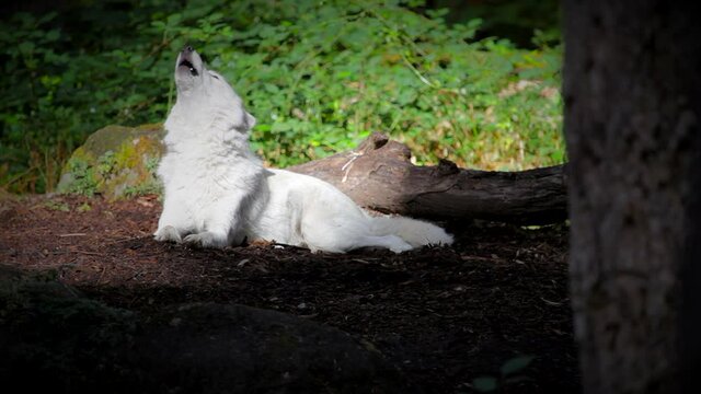 Young gray wolf howling in the forest