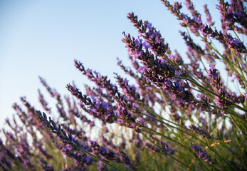 Detail of lavander with the blue sky