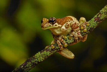 Frog sitting on a branch