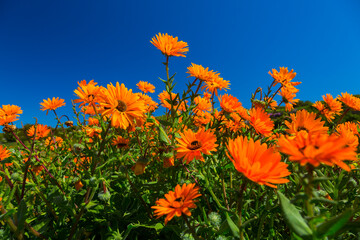 Wildflowers, Lambert's Bay, Western Cape province, South Africa, Africa