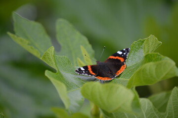 Bonita mariposa