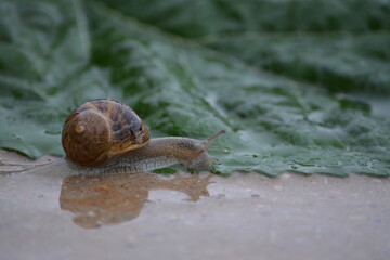 Un caracol en un día lluvioso