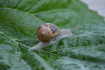 Caracol encima de hoja