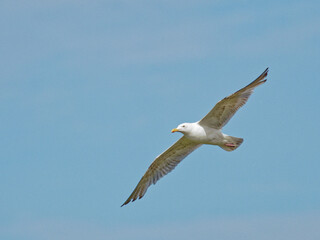 A Herring Gull (Larus argentatus) flying past the RSPB Point Of Ayr hide in Talacre, North Wales.