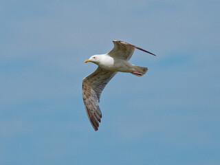 A Herring Gull (Larus argentatus) flying past the RSPB Point Of Ayr hide in Talacre, North Wales.
