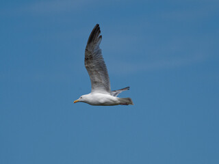 A Herring Gull (Larus argentatus) flying past the RSPB Point Of Ayr hide in Talacre, North Wales.