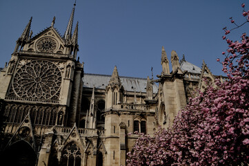 Paris Notre Dame Frühling