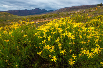 Fototapeta premium Pakhuis Pass, Wildflowers, Clanwilliam, Cederberg Mountains, Western Cape province, South Africa, Africa