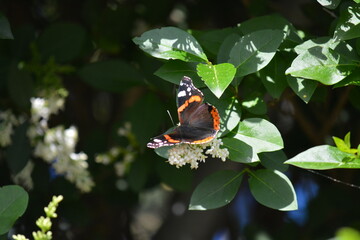 Mariposa negra y naranja