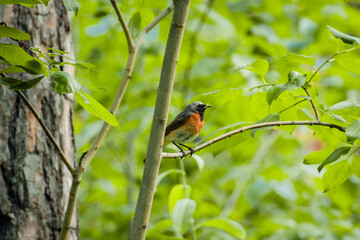 Male Common Redstart (Phoenicurus phoenicurus)