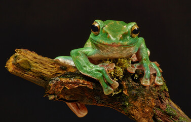 Frog sitting on a branch