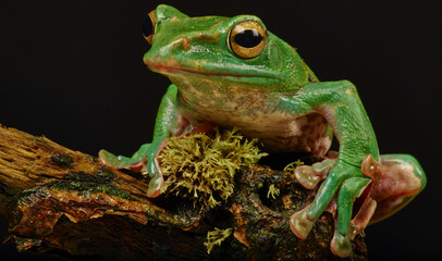 Frog sitting on a branch