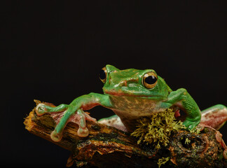 Frog sitting on a branch