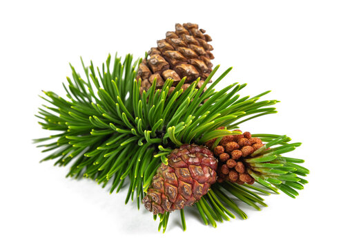 Mugo pine branch with cones