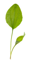 Fototapeta premium Broadleaf plantain