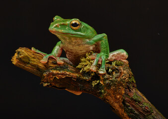 Frog sitting on a branch