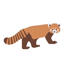 Red Panda Illustration