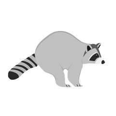 Racoon Illustration