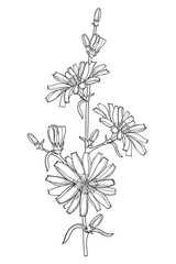 Stem of outline Chicory or Cichorium flower, bud and ornate leaves in black isolated on white background.
