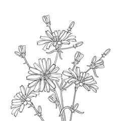 Bouquet of outline Chicory or Cichorium flower, bud and ornate leaves in black isolated on white background.