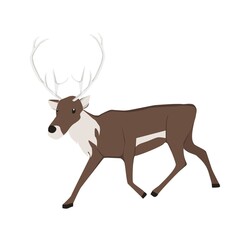 Reindeer Illustration