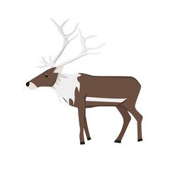 Reindeer Illustration