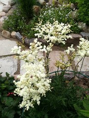 blooming white delicate Terry Filipendula vulgaris Flore Pleno flowers against the background of other garden plants on the beds