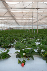 Strawberry plants in greenhouse with red strawberries