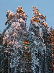 snow covered trees bathing in a sunset