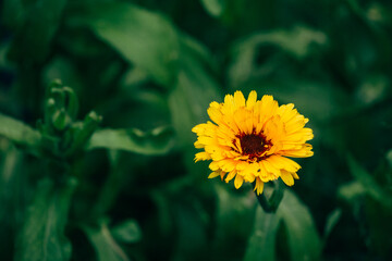 marigold flower in the garden