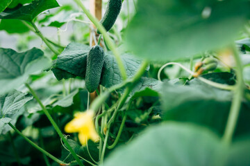 young cucumbers in the garden