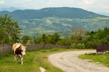 
Landscape in Romania