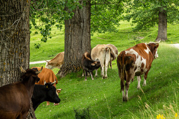 
Landscape in Romania