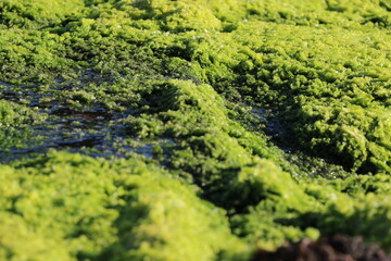 Mousse sur des rochers de la Côte de granite Rose en Bretagne