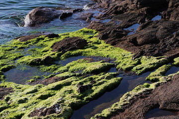Mousse sur des rochers de la Côte de granite Rose en Bretagne