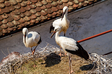 
Storks in the nest