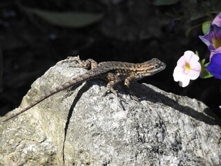 Lizard smelling the flower