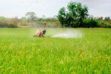 Spraying pesticides on rice seeding field