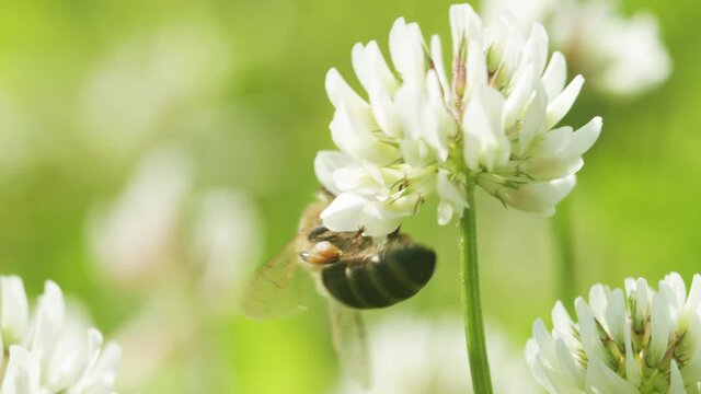 Honey bee on white clover collecting nectar in sunny spring day