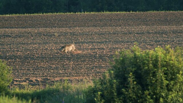 Wild boar adult male running alone over field