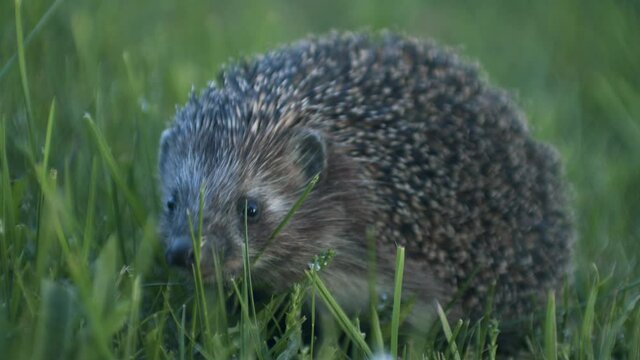 European hedgehog in evening dusk went out for bugs
