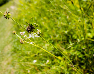 green grasshopper macro in nature