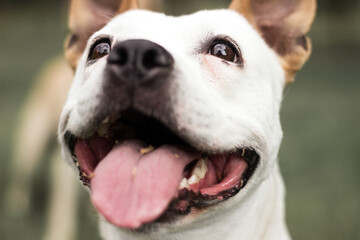 Friendly dog smile, looking at camera. Playing in the public park