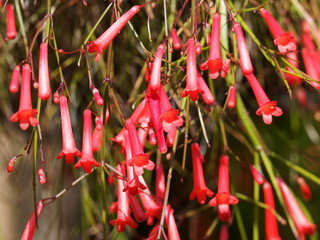 (Russelia equisetiformis) Plante corail ou goutte de sang aux branches en cascades offrant de...