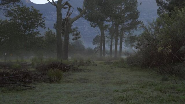 Spooky Misty Abandoned Forest During Lock-Down