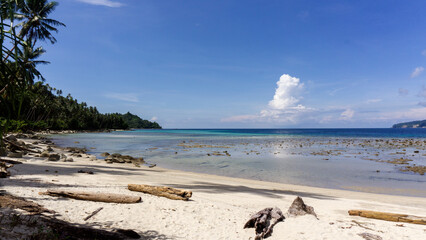 tropical beach with palm trees