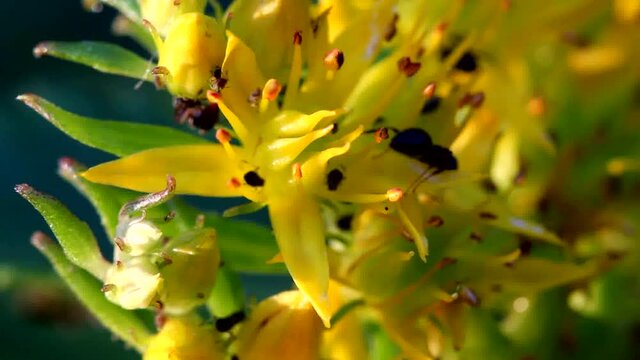 Ants collect milk from the golden root flowers, intended for their nutrition.
Aphids develop on young leaves, stems and inside flowers.
