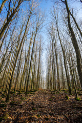 Perspective effects in the forest in winter. Trees without leaves show their bare branches. A carpet of dead leaves covers the ground. Blue sky in the background