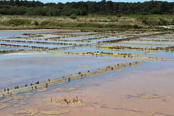 Marais salants de Guérande